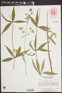 Silene stellata image