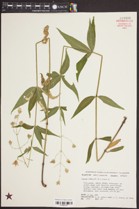 Silene stellata image