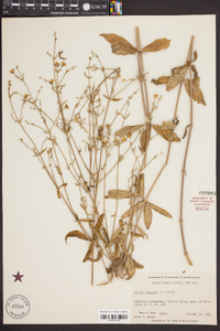 Silene stellata image