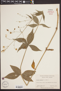 Silene stellata image