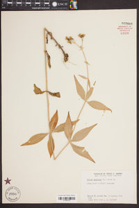 Silene stellata image