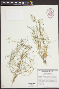 Spergula arvensis image