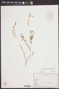 Spergularia salina image