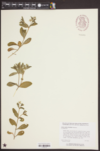 Stellaria pubera image