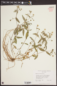 Stellaria pubera image