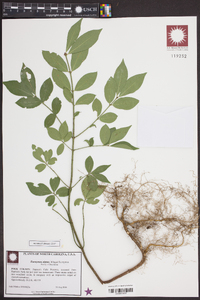 Euonymus alatus image