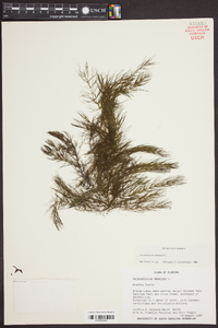 Ceratophyllum demersum image