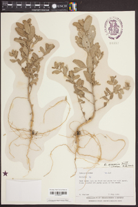 Atriplex arenaria image