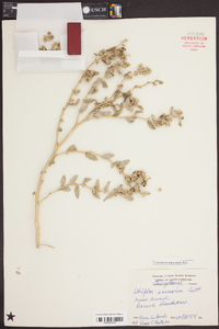 Atriplex arenaria image