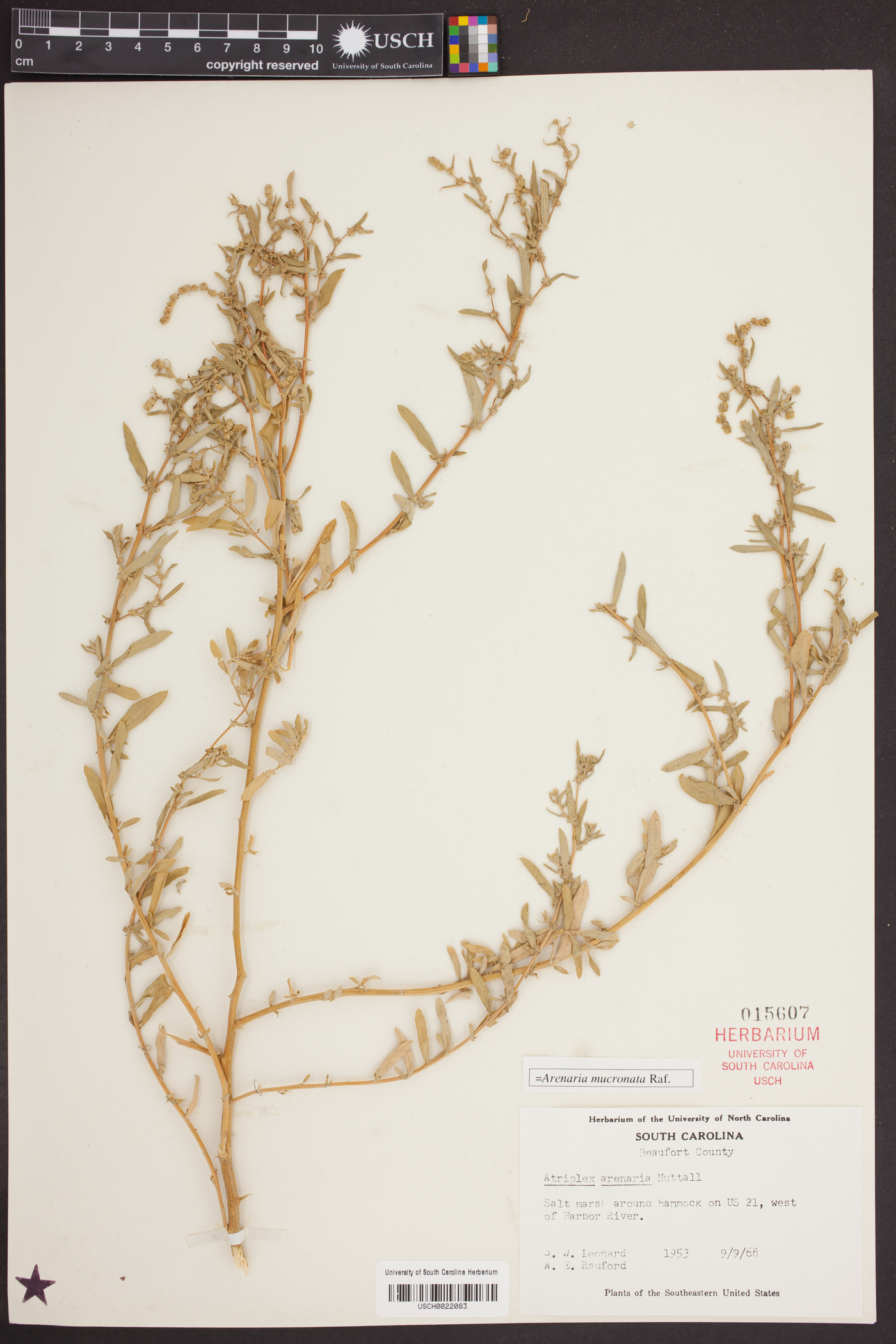 Atriplex arenaria image