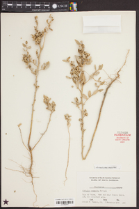 Atriplex arenaria image