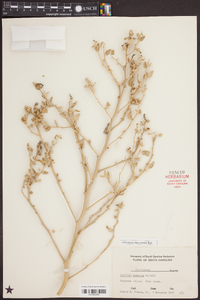 Atriplex arenaria image