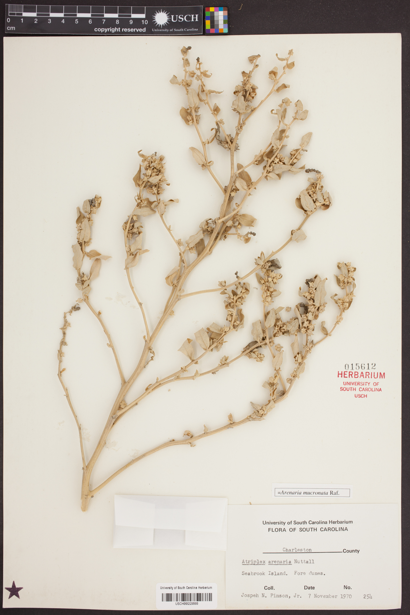 Atriplex arenaria image