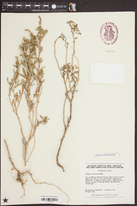 Atriplex arenaria image