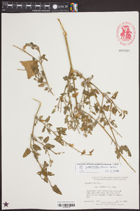 Atriplex prostrata image