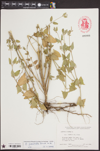 Atriplex prostrata image