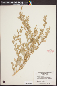 Atriplex arenaria image