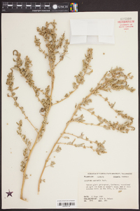 Atriplex arenaria image