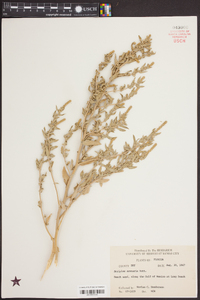 Atriplex arenaria image