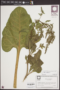 Beta vulgaris image