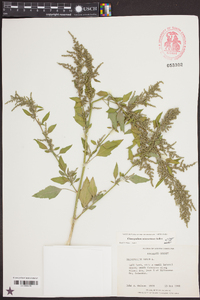 Chenopodium album var. missouriense image