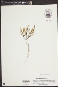 Salicornia bigelovii image