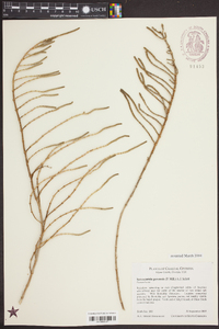 Sarcocornia perennis image