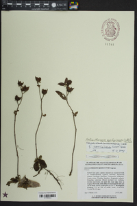 Helianthemum carolinianum image