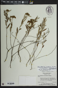 Helianthemum corymbosum image