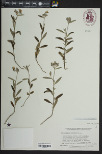 Crocanthemum corymbosum image