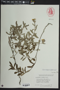 Crocanthemum corymbosum image