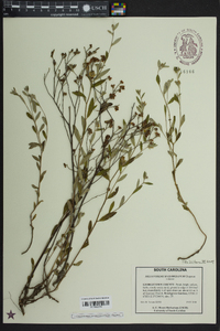 Helianthemum georgianum image