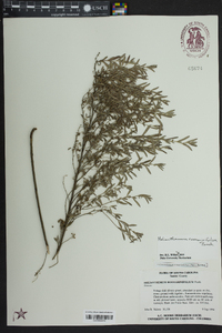 Helianthemum rosmarinifolium image