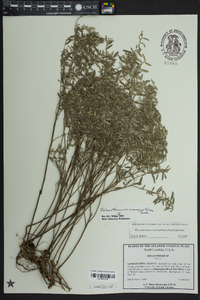 Helianthemum rosmarinifolium image