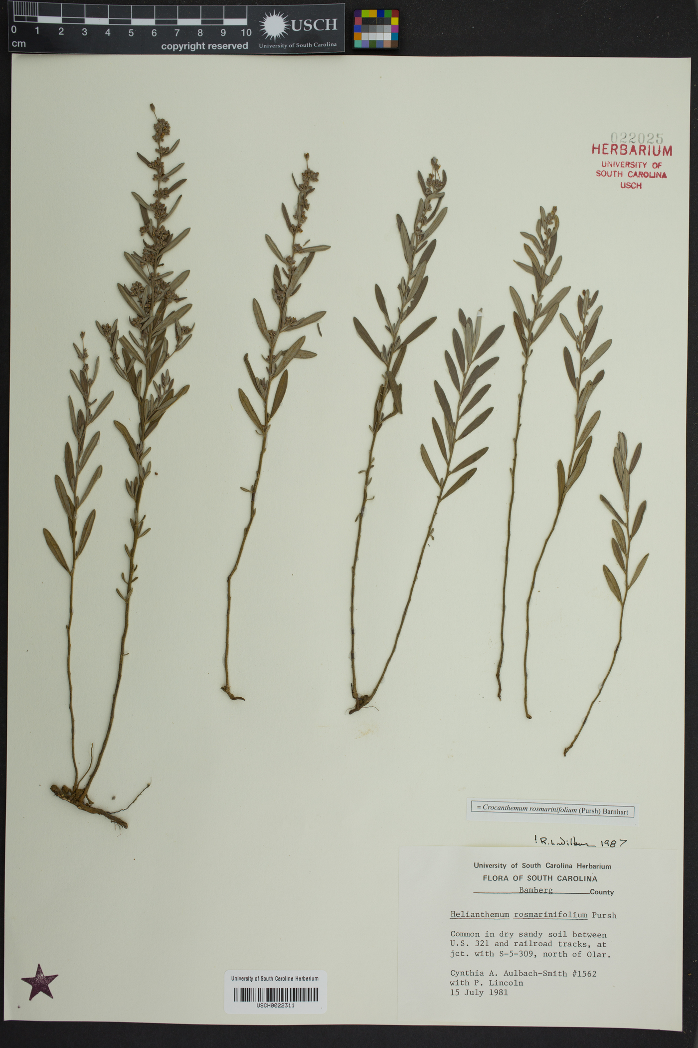 Crocanthemum rosmarinifolium image