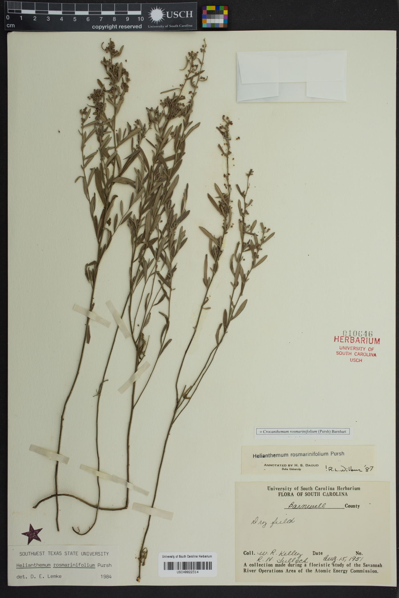 Crocanthemum rosmarinifolium image