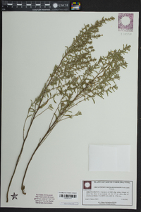 Crocanthemum rosmarinifolium image