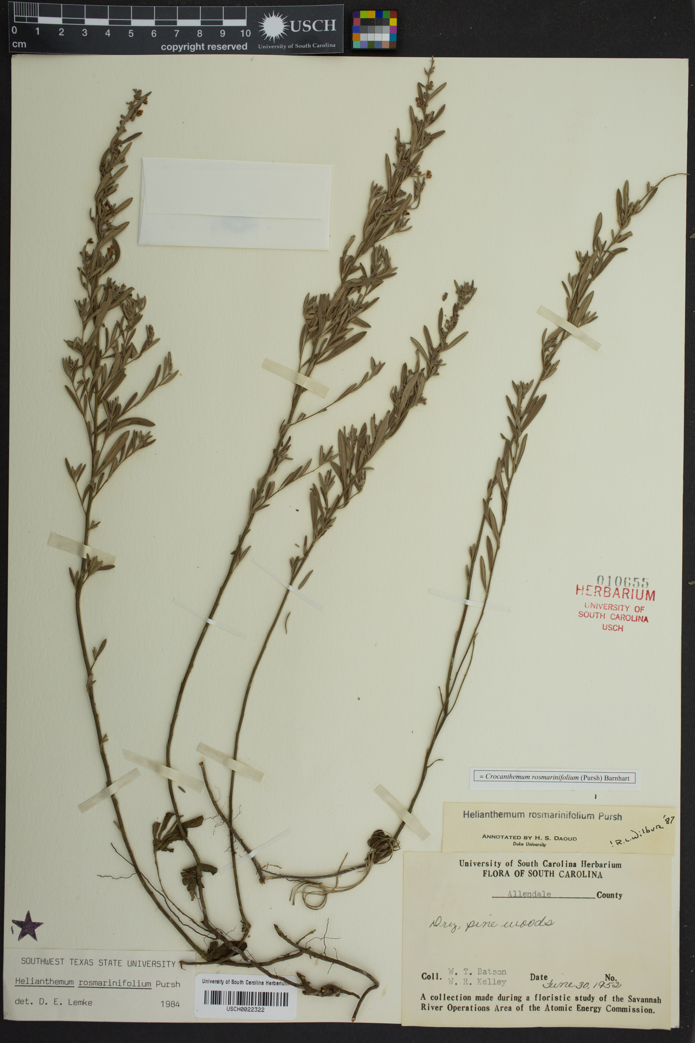 Crocanthemum rosmarinifolium image