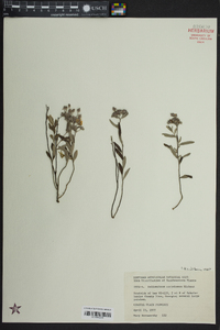 Helianthemum corymbosum image