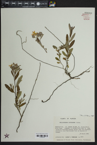 Helianthemum corymbosum image