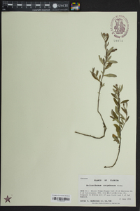 Helianthemum corymbosum image