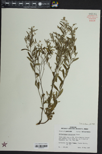 Helianthemum georgianum image