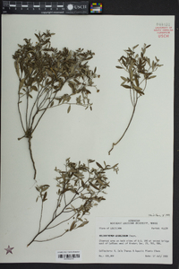 Helianthemum georgianum image