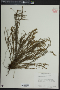 Hudsonia ericoides image