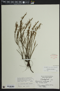 Hudsonia ericoides image