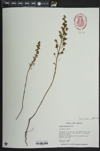 Lechea mucronata image