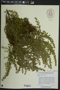 Lechea mucronata image