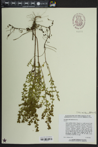 Lechea mucronata image