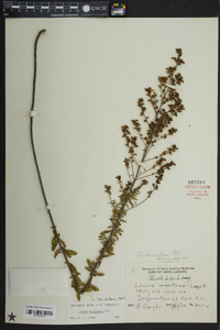 Lechea mucronata image