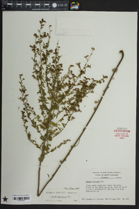 Lechea mucronata image